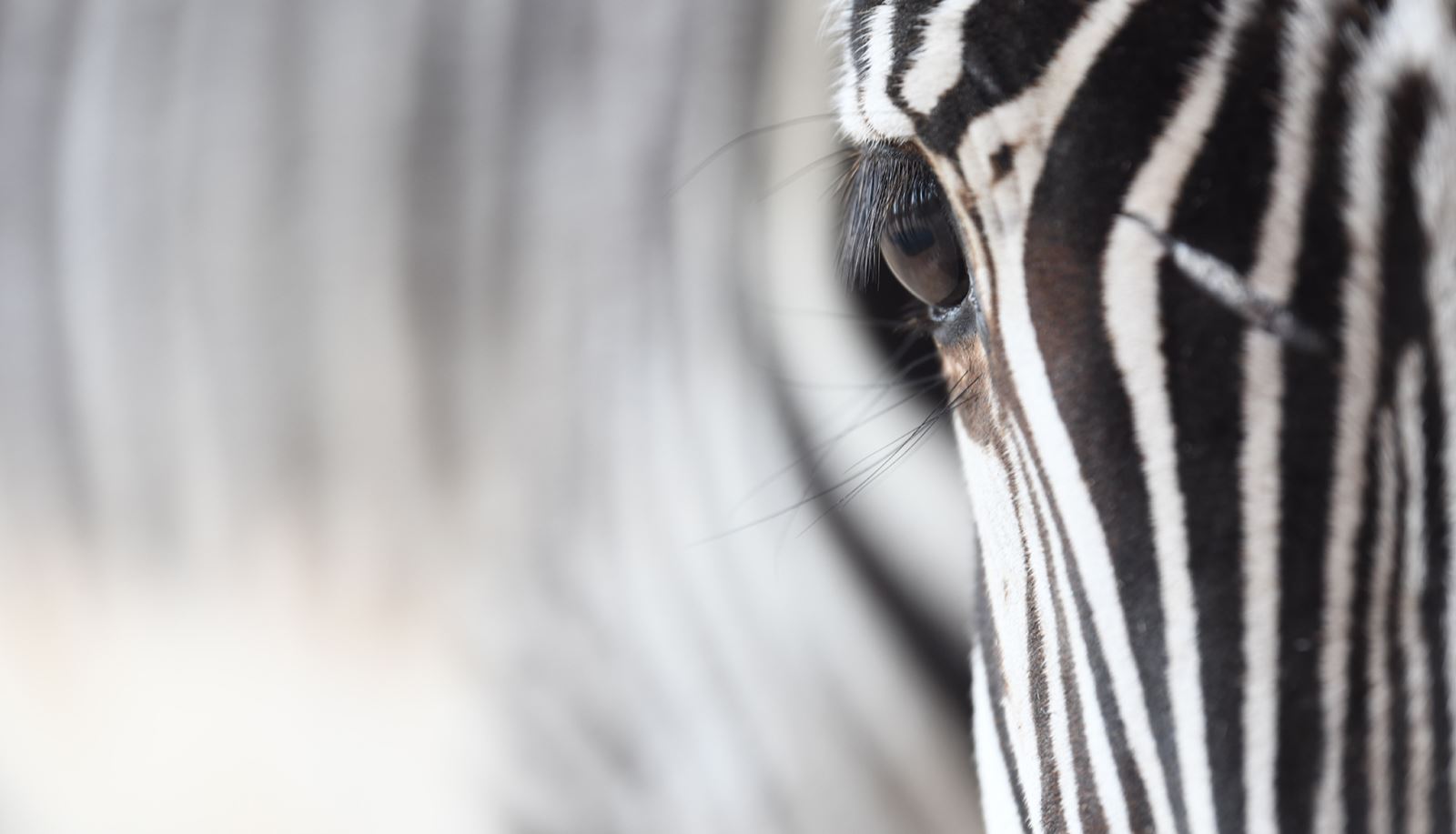Zebra at Marwell Zoo